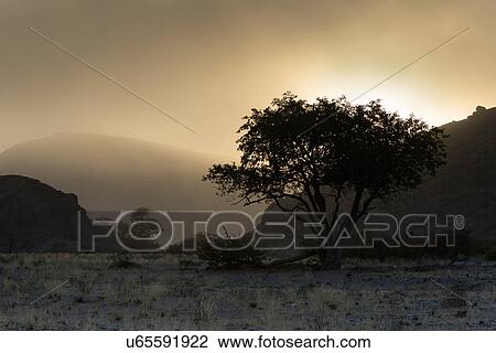 Stock Image - Acacia in desert dawn. Fotosearch