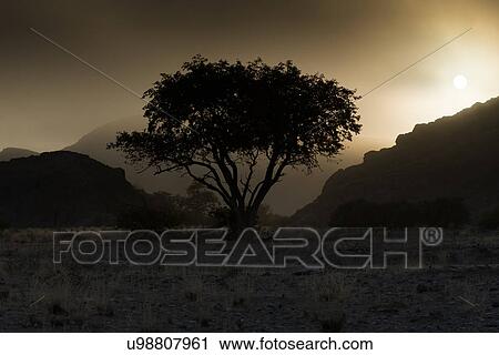 Stock Image - Acacia in desert dawn. Fotosearch
