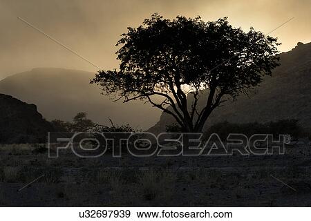 Acacia in desert dawn View Large Photo Image Stock Photo - Acacia in desert dawn. Fotosearch