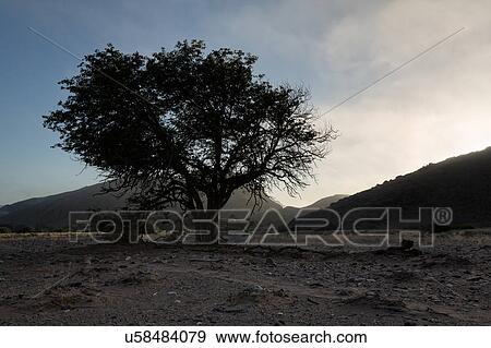 Acacia in desert dawn View Large Photo Image Stock Photo - Acacia in desert dawn. Fotosearch