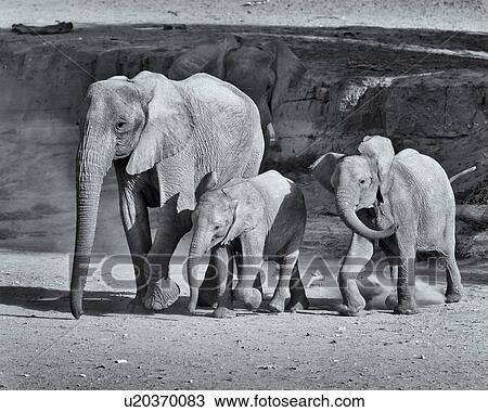 Stock Image - All clear, cross now.. Fotosearch