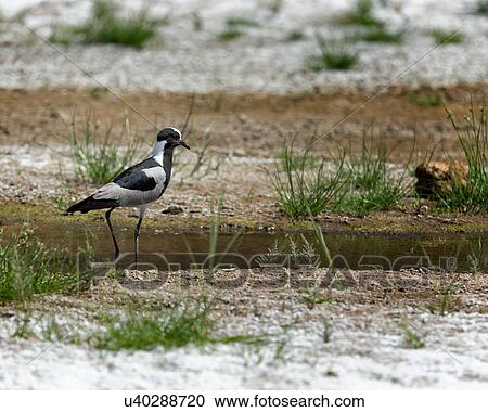 Blacksmith Lapwing View Large Photo Image Stock Image - Blacksmith Lapwing. Fotosearch