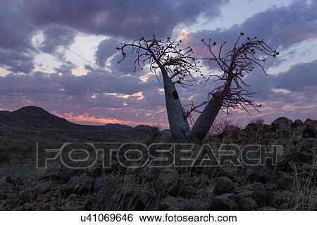 Bottle tree at sunset View Large Photo Image Stock Photograph - Bottle tree at sunset. Fotosearch