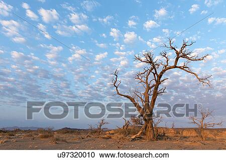 Stock Image - Camelthorn acacia at sunset. Fotosearch
