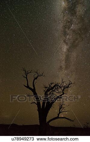 Camelthorn and Milky Way View Large Photo Image Stock Image - Camelthorn and Milky Way. Fotosearch