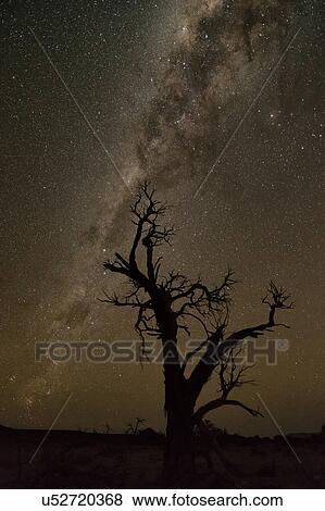 Stock Photo - Camelthorn and Milky Way. Fotosearch
