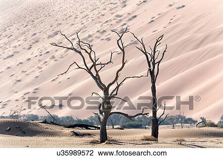 Stock Image - Camelthorn twists. Fotosearch