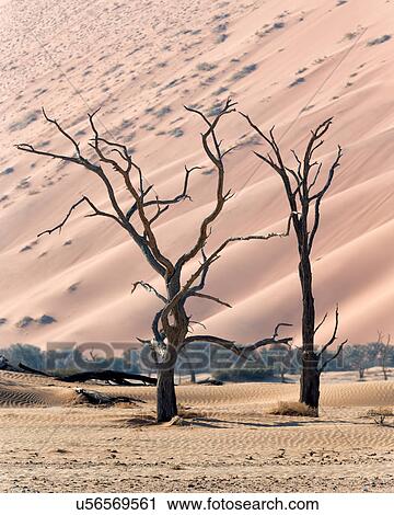 Stock Image - Camelthorn twists. Fotosearch