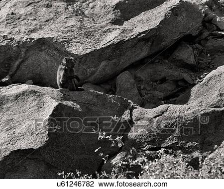 Contemplation View Large Photo Image Stock Image - Contemplation. Fotosearch