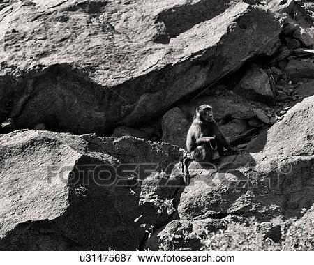 Contemplation View Large Photo Image Stock Photo - Contemplation. Fotosearch