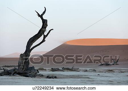 Deadvlei dancer View Large Photo Image Picture - Deadvlei dancer. Fotosearch