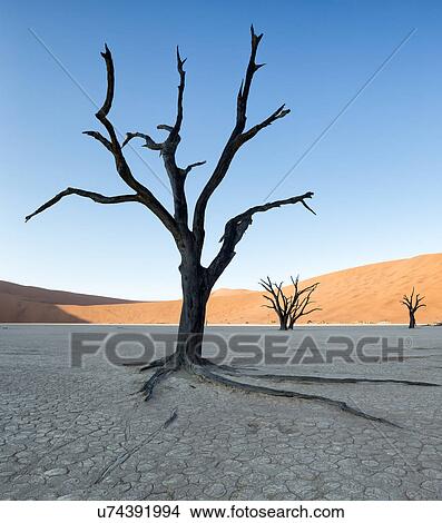 Picture - Deadvlei dancers. Fotosearch