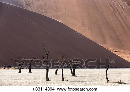 Picture - Deadvlei dancers. Fotosearch