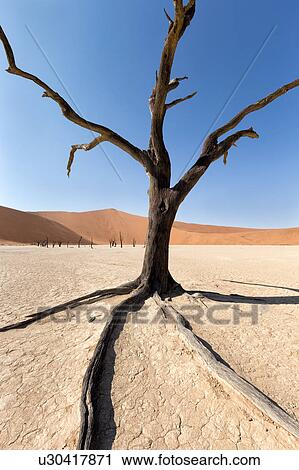Stock Image - Deadvlei dancers. Fotosearch