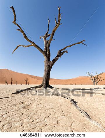 Stock Image - Deadvlei dancers. Fotosearch