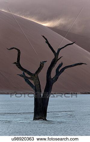 Stock Image - Deadvlei dancers. Fotosearch