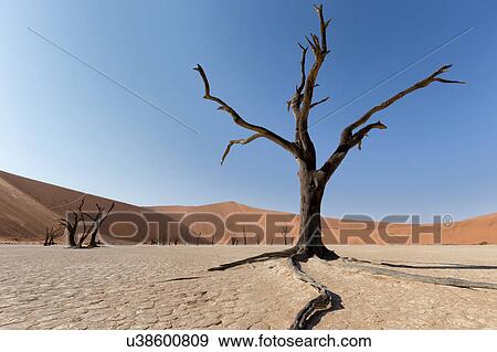 Stock Photo - Deadvlei dancers. Fotosearch