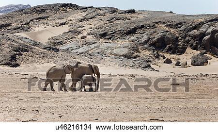 Picture - Desert ships. Fotosearch