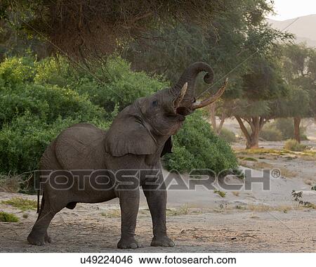 Stock Photograph - Elephant on high reach. Fotosearch