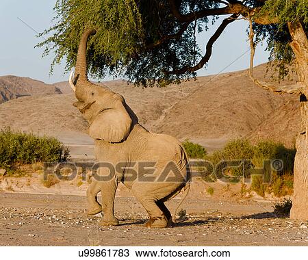 Elephant on tiptoe View Large Photo Image Stock Image - Elephant on tiptoe. Fotosearch