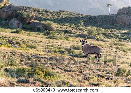 Stock Image - Enjoying the spring flowers. Fotosearch