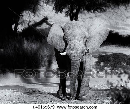 Stock Photo - Face to face. Fotosearch