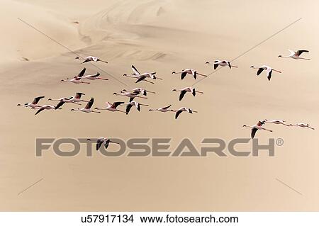Picture - Flamingo flly-by with sand dune backdrop. Fotosearch