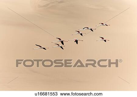 Flamingo flly-by with sand dune backdrop View Large Photo Image Stock Image - Flamingo flly-by with sand dune backdrop. Fotosearch