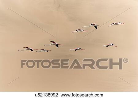Flamingo flly-by with sand dune backdrop View Large Photo Image Stock Image - Flamingo flly-by with sand dune backdrop. Fotosearch