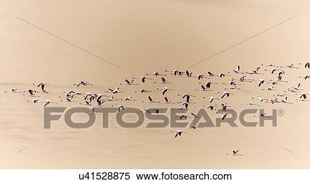 Stock Photography - Flamingo flly-by with sand dune backdrop. Fotosearch