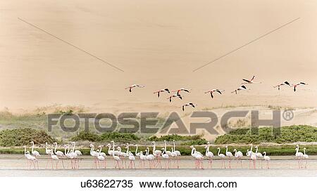 Flamingo flly-by with sand dune backdrop View Large Photo Image Stock Photography - Flamingo flly-by with sand dune backdrop. Fotosearch