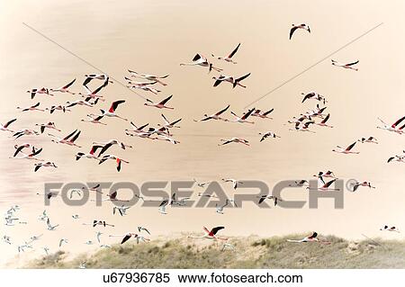 Stock Photography - Flamingo flly-by with sand dune backdrop. Fotosearch