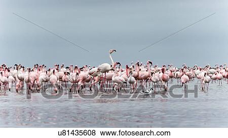 Stock Photo - Flamingo flock. Fotosearch