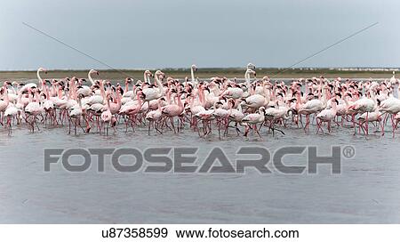 Stock Photo - Flamingo flock. Fotosearch