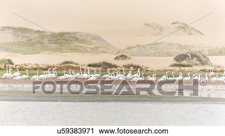 Flamingoes in the desert View Large Photo Image Stock Image - Flamingoes in the desert. Fotosearch