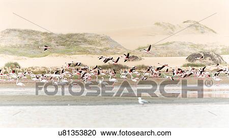 Flamingoes in the desert View Large Photo Image Stock Image - Flamingoes in the desert. Fotosearch