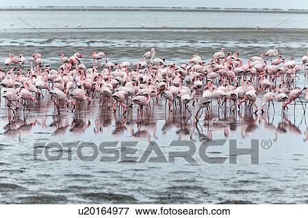Flamingos on sand flats View Large Photo Image Stock Photo - Flamingos on sand flats. Fotosearch