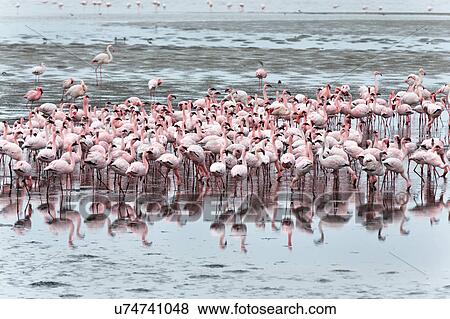 Flamingos on sand flats View Large Photo Image Stock Photo - Flamingos on sand flats. Fotosearch