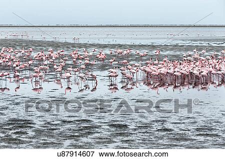Flamingos on sand flats View Large Photo Image Stock Photo - Flamingos on sand flats. Fotosearch