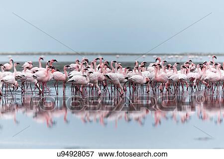 Flamingos on sand flats View Large Photo Image Stock Photo - Flamingos on sand flats. Fotosearch