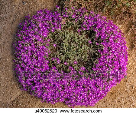 Stock Image - Flower fairy ring. Fotosearch