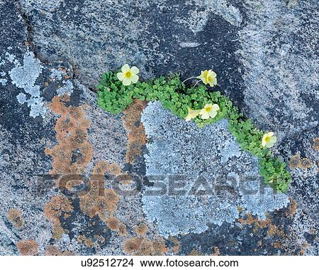 Picture - Flowering between the cracks. Fotosearch
