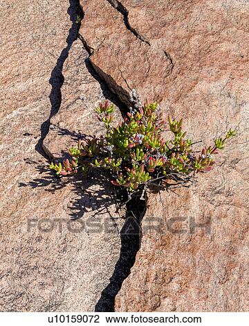 Flowering between the cracks View Large Photo Image Stock Image - Flowering between the cracks. Fotosearch