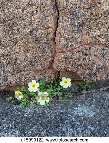 Flowering between the cracks View Large Photo Image Stock Image - Flowering between the cracks. Fotosearch