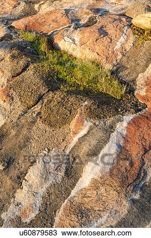 Stock Image - Flowering between the cracks. Fotosearch