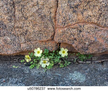 Flowering between the cracks View Large Photo Image Stock Photo - Flowering between the cracks. Fotosearch