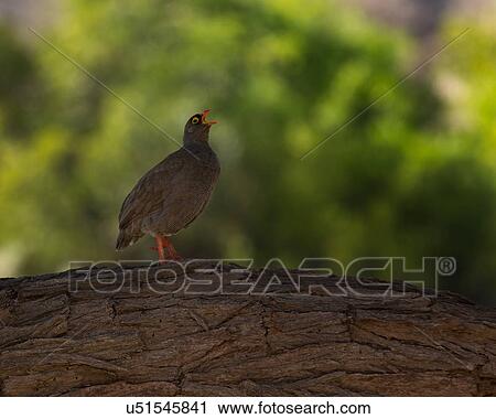 Stock Image - Francolin yodellin'. Fotosearch