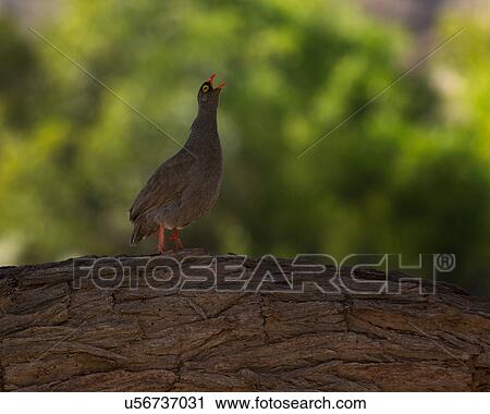 Stock Image - Francolin yodellin'. Fotosearch