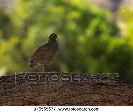 Stock Photo - Francolin yodellin'. Fotosearch