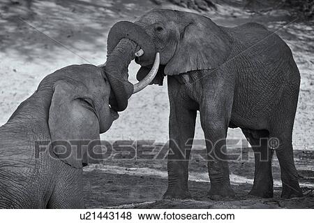 Stock Photo - Friends. Fotosearch